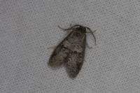 Penestoglossa dardoinella