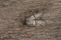 Penestoglossa dardoinella