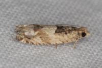 Crocidosema plebejana