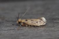 Anomalotinea liguriella