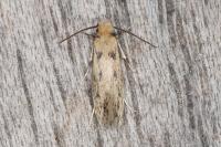 Anomalotinea liguriella