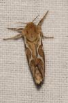 Korscheltellus lupulinus