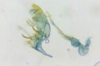 Bryotropha basaltinella
