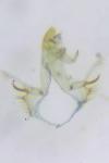 Bryotropha basaltinella