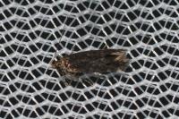 Oxypteryx immaculatella