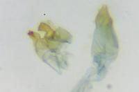 Oxypteryx immaculatella