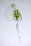 Agdistis tamaricis