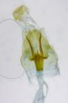 Agdistis tamaricis