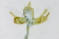 Blastobasis glandulella