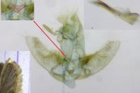 Agonopterix heracliana