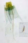 Elatobia fuliginosella