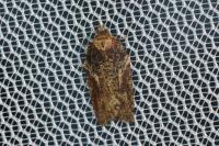 Acleris hastiana