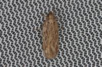 Depressaria daucella