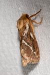 Korscheltellus lupulinus