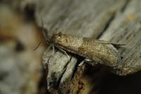 Tortricodes alternella