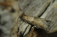 Tortricodes alternella
