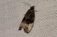Endothenia gr. gentianaeana