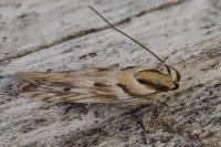 Stomopteryx detersella