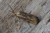 Brachodes funebris