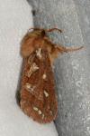 Korscheltellus fusconebulosus