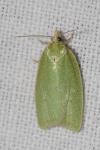 Tortrix viridana