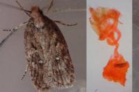 Depressaria albipunctella