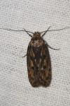 Hofmannophila pseudospretella