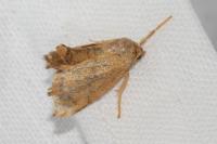 Apoda limacodes
