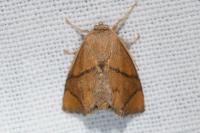 Apoda limacodes