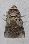 Cossus cossus