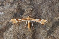 Cnaemidophorus rhododactylus
