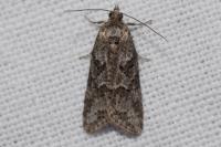 Cnephasia