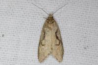 Semioscopis steinkellneriana