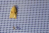 Acleris ferrugana/notana