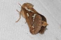 Korscheltellus lupulinus