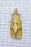 Agapeta hamana