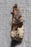 Apotomis