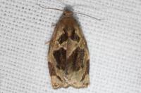 Archips crataegana