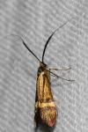 Nemophora