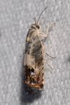 Pammene fasciana