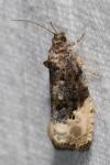 Hedya nubiferana