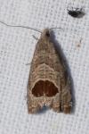 Notocelia uddmanniana