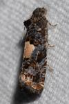 Epiblema