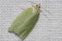 Tortrix viridana