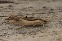 Ypsolopha scabrella