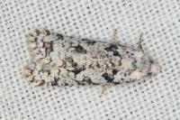 Eana penziana