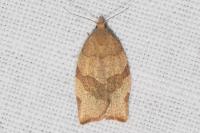 Pandemis cerasana
