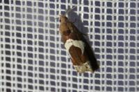 Epiblema foenella