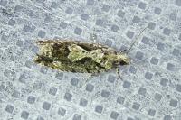 Zeiraphera isertana