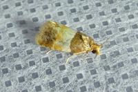 Epinotia festivana